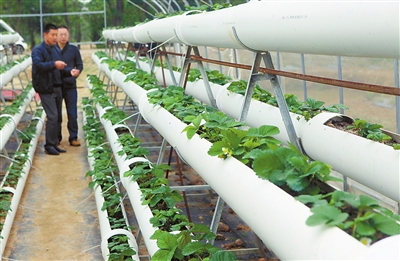 平沙台湾农民创业园新种植的立体草莓大棚.本报记者 张洲 摄