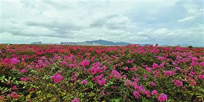 紫薇花基地 本报记者 张洲 摄